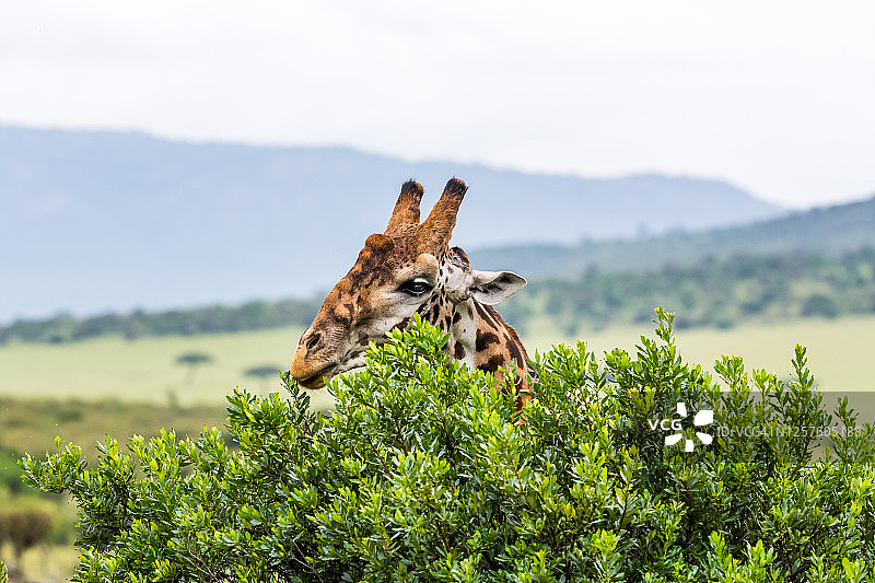 马赛长颈鹿在野外吃草图片素材