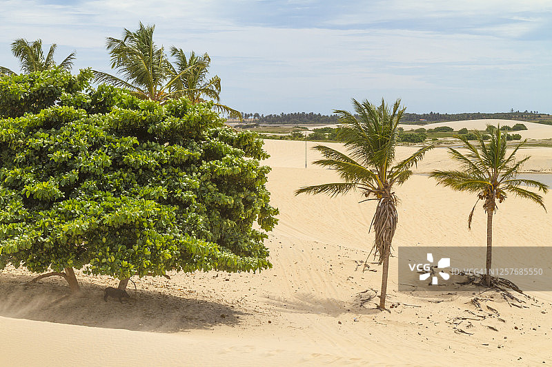 树木和椰子树中间的金黄沙丘Jericoacoara, Jeriquaquara，巴西图片素材