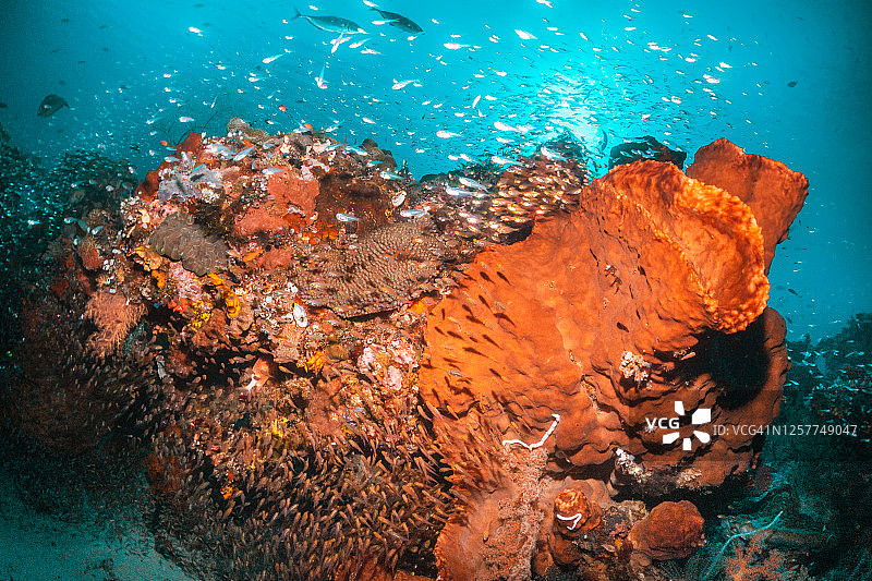 水下珊瑚礁的景象，热带鱼包围在清澈的水图片素材