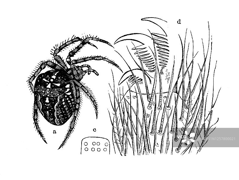 欧洲园林蜘蛛的古老雕刻插图，昆虫学，蛛形纲。图片素材