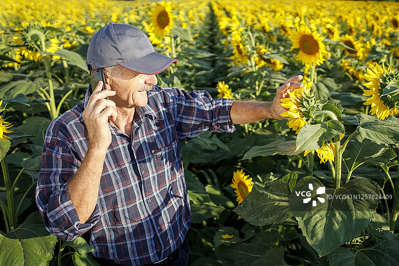 男人在打电话时触摸向日葵图片素材