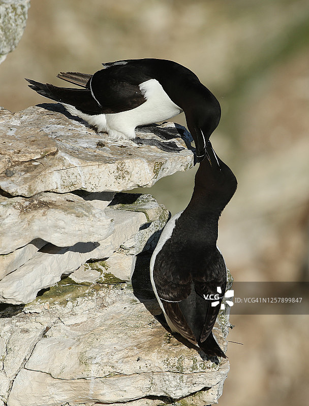 在繁殖季节，两只正在求偶的剃须刀鸟阿尔卡·托尔达站在悬崖上。图片素材