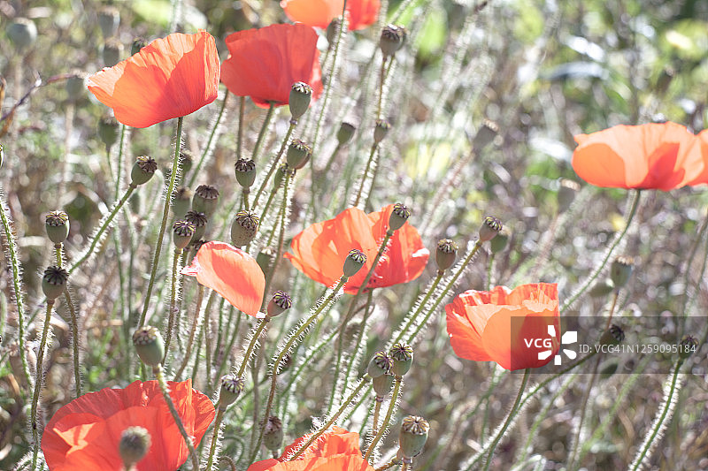 野罂粟,英格兰图片素材