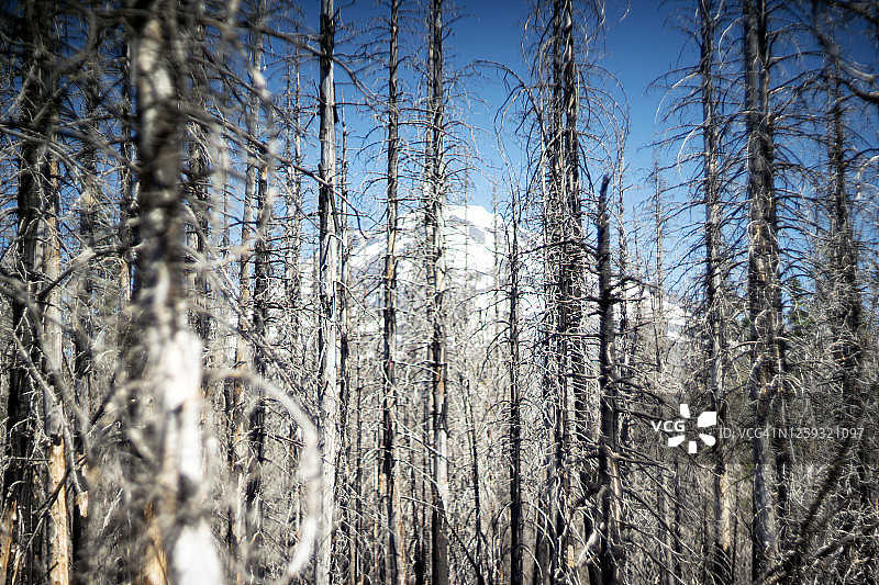 被烧毁的森林后面是雪山(亚当斯山)图片素材