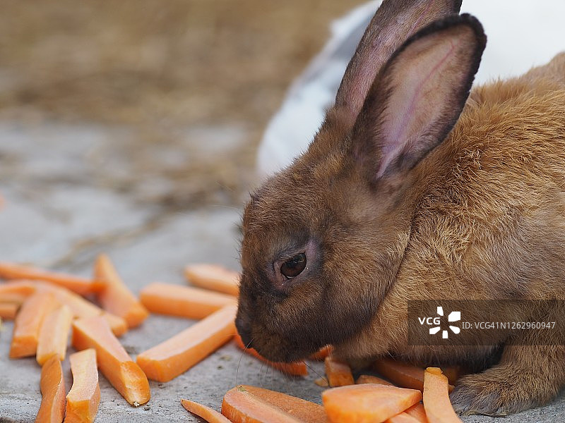 一只棕色的兔子在吃胡萝卜图片素材