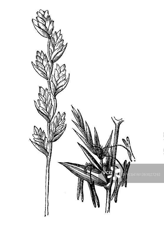 多年生黑麦草、英国黑麦草、冬黑麦草或射线草(多年生黑麦草)的古老雕刻插图。图片素材