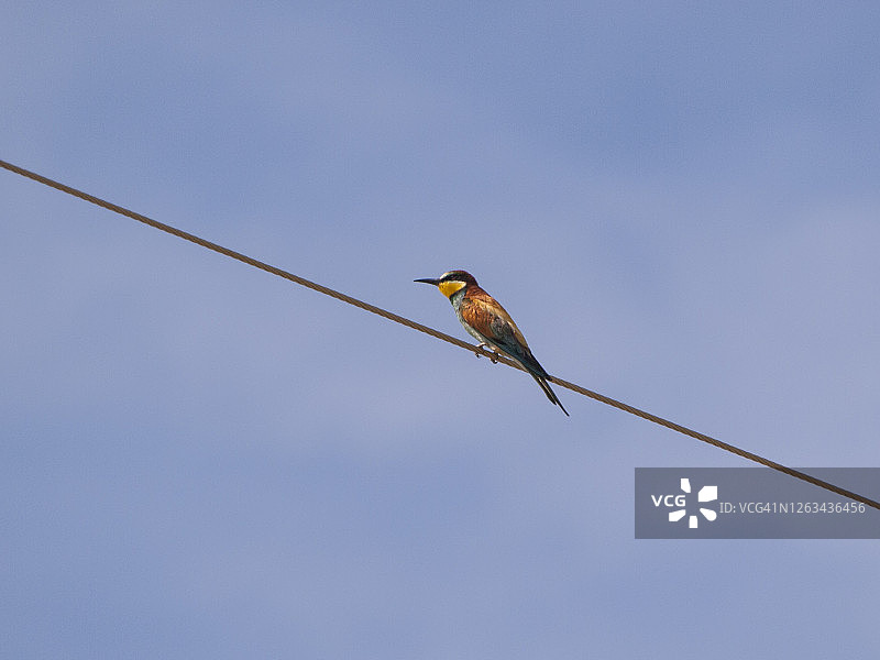 欧洲食蜂鸟栖息在电线上，背靠蓝天图片素材