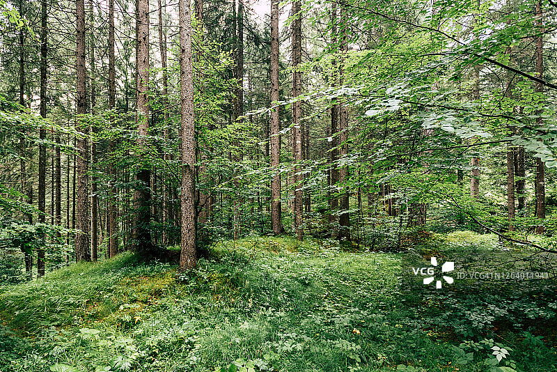 在意大利神奇的高山森林里图片素材