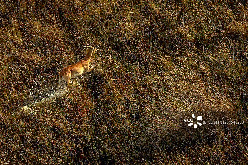 这是鸟瞰图，雄性红羚羊(科布斯羚羊)在博茨瓦纳的奥卡万戈三角洲的平原上奔跑图片素材