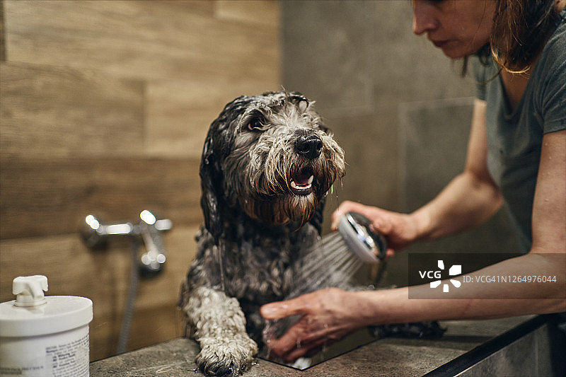 女宠物美容师正在她的沙龙里给一只灰色狮子狗洗澡图片素材