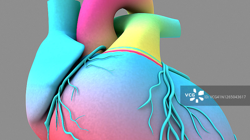 人体心脏跳动解剖动画。彩虹纹理的心脏模型图片素材