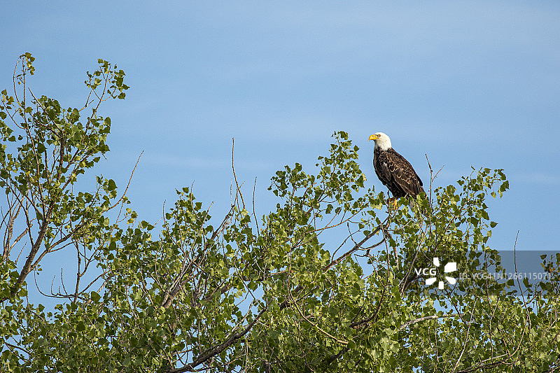 白头鹰成虫在树上与蓝天为伴图片素材