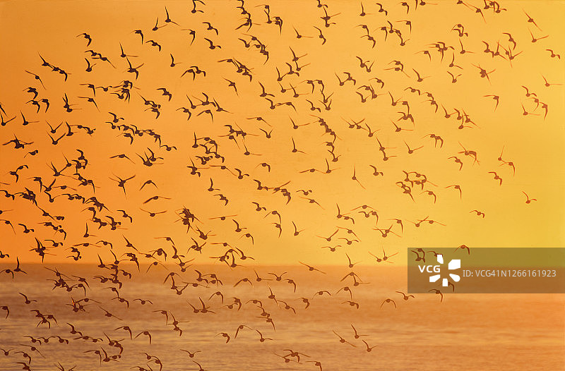 美丽的橙色日出与鸟类剪影在琼斯海滩，长岛图片素材