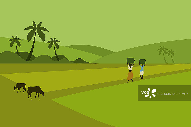 印度南部的农村人走过稻田的插图图片素材