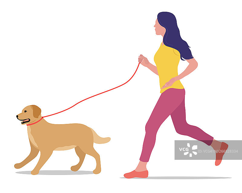 矢量插图的一个女孩与一只狗在一个白色的背景孤立的皮带上跑步。金色的拉布拉多。有宠物的积极生活方式图片素材