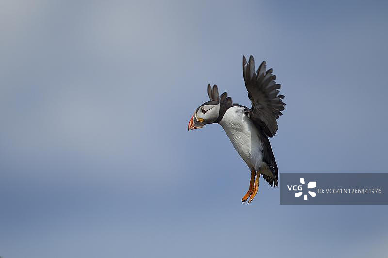 大西洋海雀(北极海雀)成年鸟进入陆地，法恩群岛，诺森伯兰郡，英格兰，英国图片素材