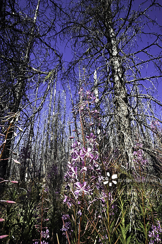 吉福德平肖国家森林里的紫色野花图片素材