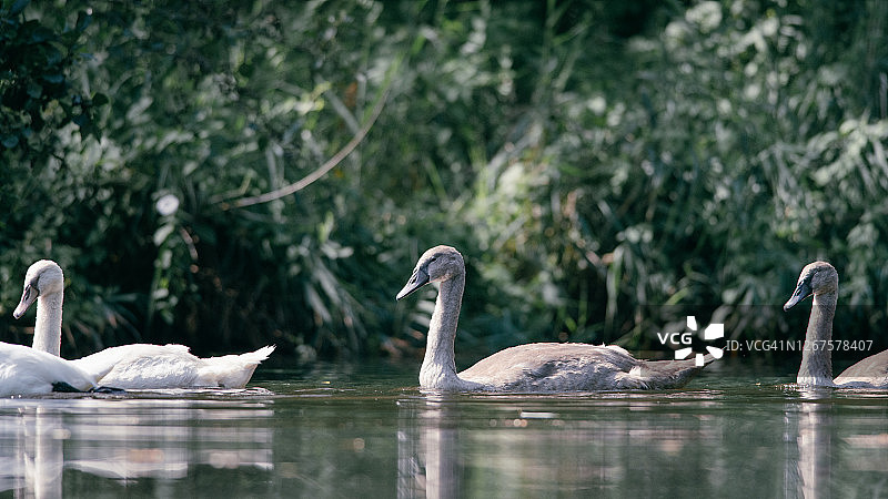 美丽的天鹅一家在水里游泳。这是一个阳光明媚的夏日早晨，荷兰的野生动物，城市公园里的动物，背景中模糊的灌木丛图片素材