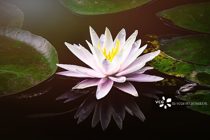 睡莲在池塘里盛开的美丽照片图片素材