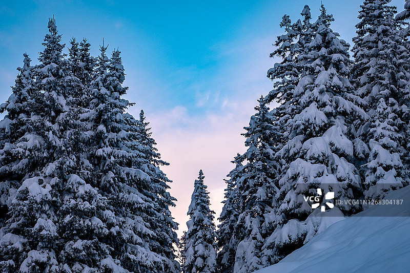 美丽的冬季景观与白雪覆盖的树木在斯图拜山谷，泰洛，奥地利图片素材