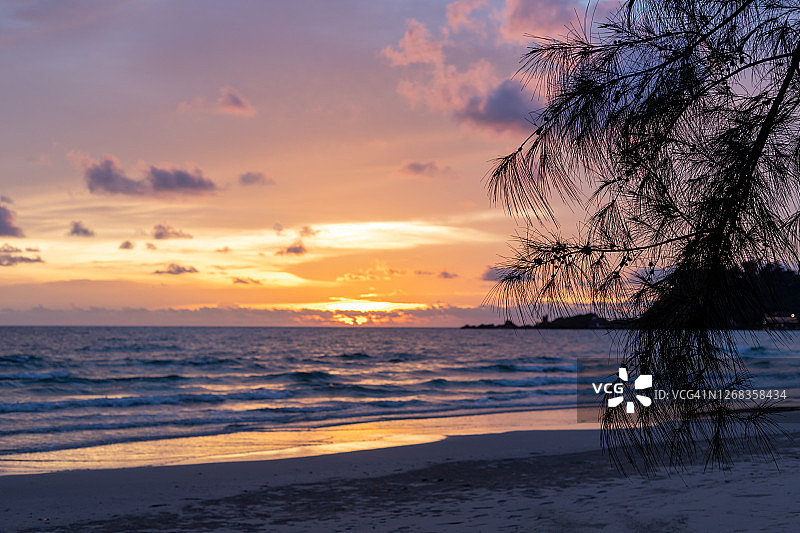 在海滩的背景下，美丽的日落在海上的松树枝条剪影。度假，旅游和乐观的概念。图片素材