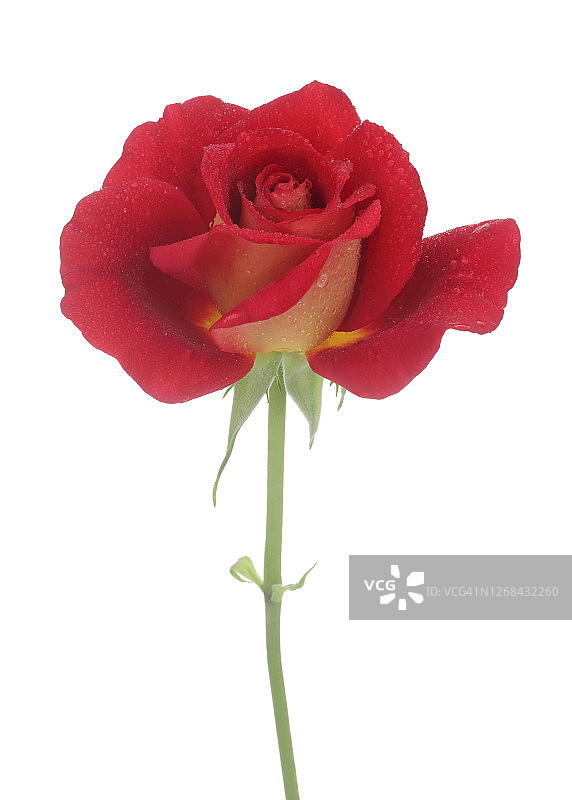 芳香的红玫瑰带茎和水滴在白色。图片素材