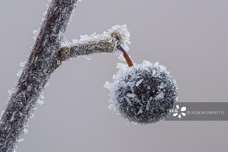 德国下萨克森州的戈尔登斯泰特沼泽冬季霜冻的一种葡萄樱桃(洋李)的冰冻浆果图片素材
