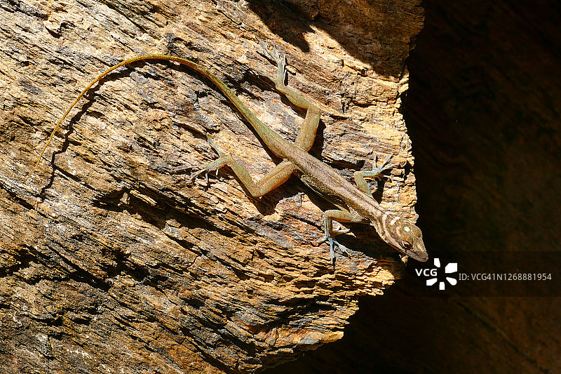 古巴哈纳巴尼拉模仿岩石的长尾蜥蜴图片素材