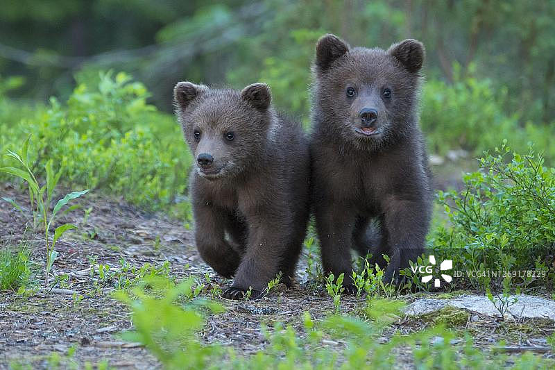 在芬兰卡累利阿苏穆萨尔米的北方针叶林里，两个小家伙(熊)正在进行探索之旅图片素材