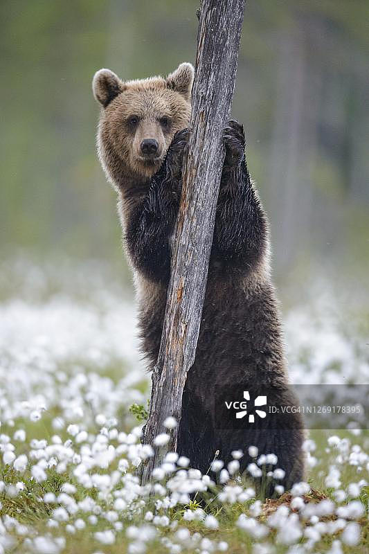在芬兰卡累利阿的苏穆萨尔米的北方针叶林里，棕熊站在一棵结满了棉花的沼泽的树上图片素材