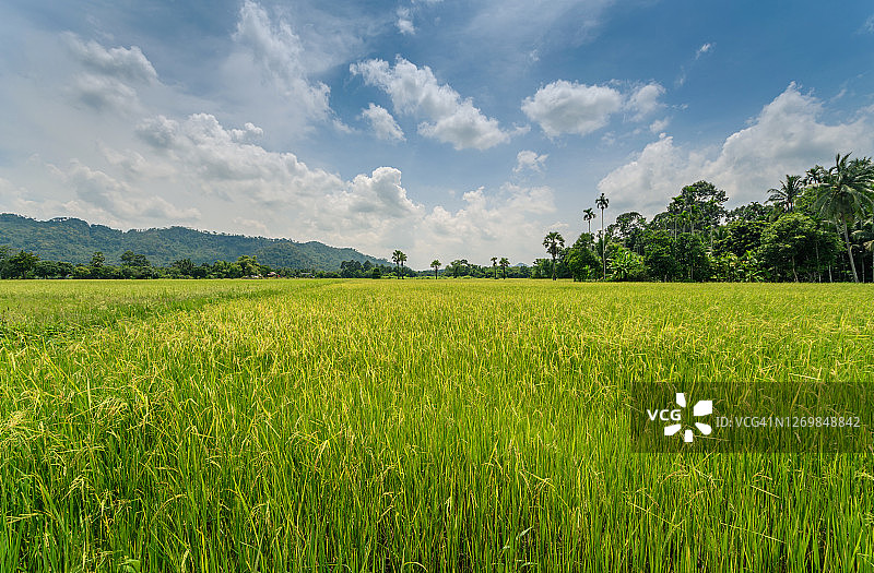 稻田的天空风景图片素材