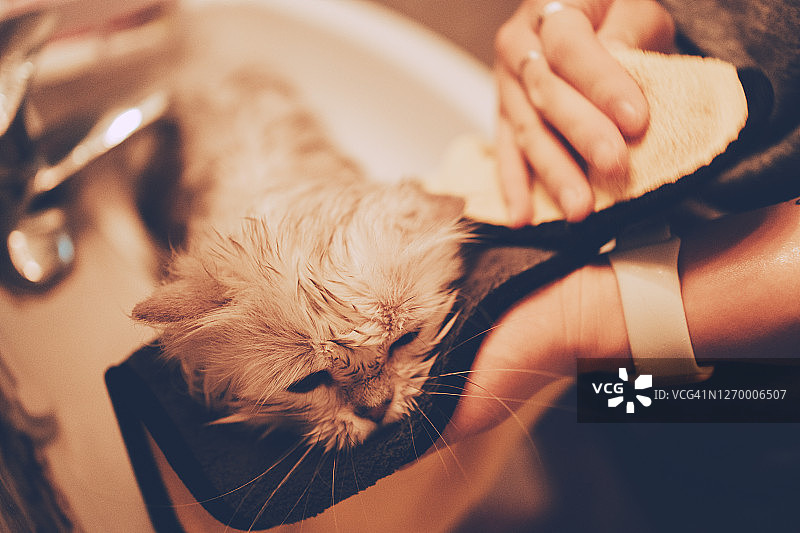 在浴缸里给猫洗澡的女人图片素材