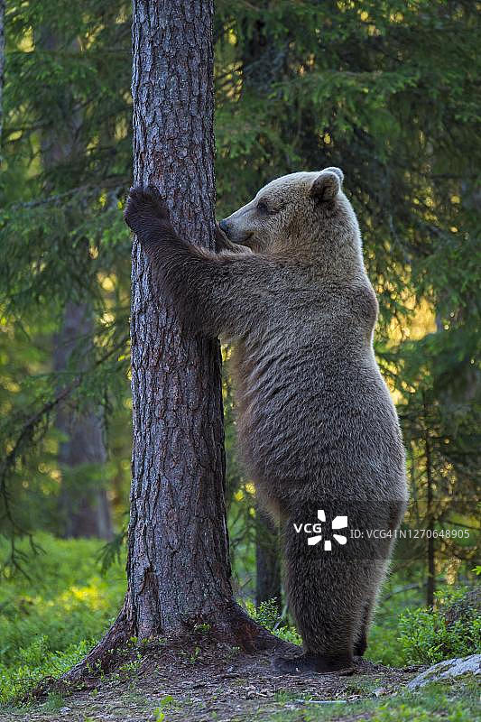 芬兰卡累利阿北部针叶林中的棕熊(Ursus arctos)图片素材
