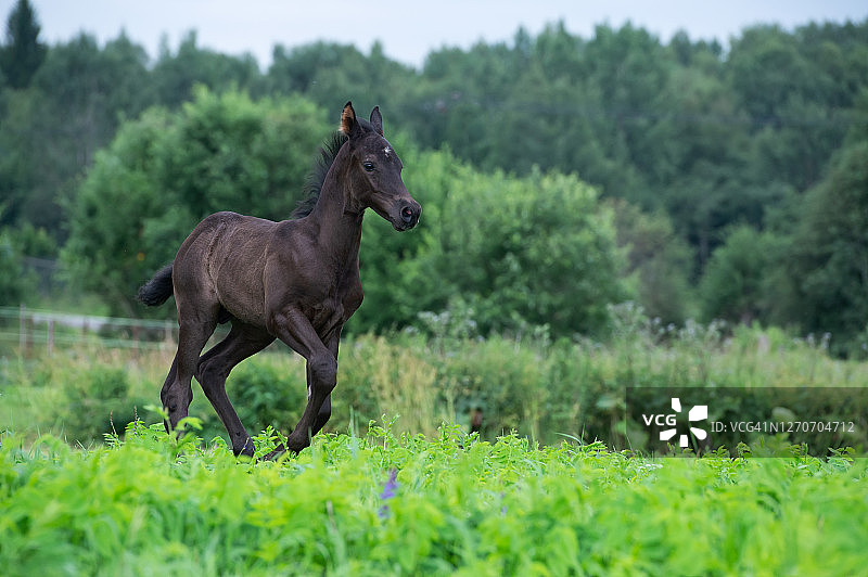 正在自由地在草地上快速奔跑的运动型黑色小马驹图片素材