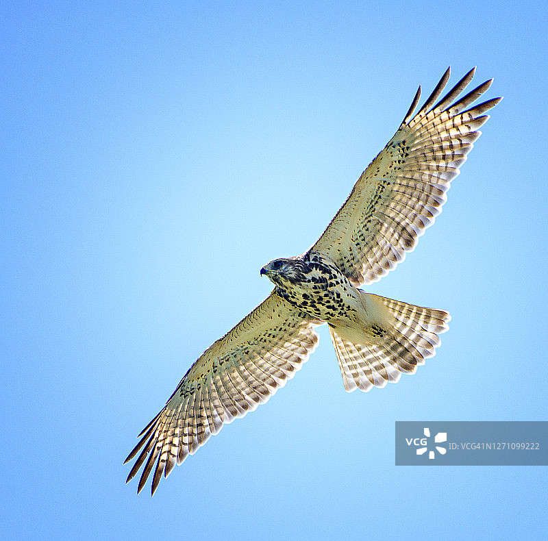 美丽的少年鹰在宾夕法尼亚州的蓝天上飞行图片素材