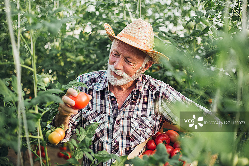 一位资深农民从他的有机花园采摘西红柿的肖像图片素材
