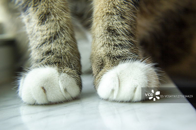 家养虎斑猫爪子与白色脚趾在大理石桌上。图片素材