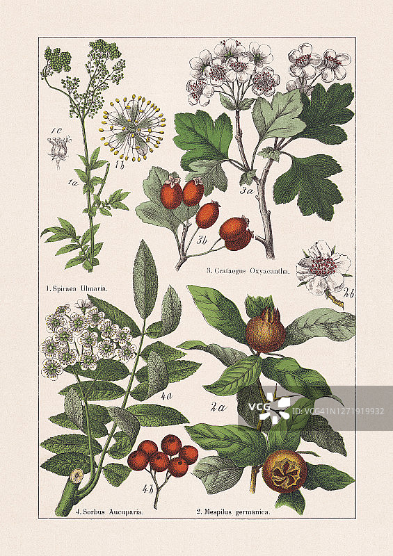 蔷薇科，色版画，出版于1895年图片素材