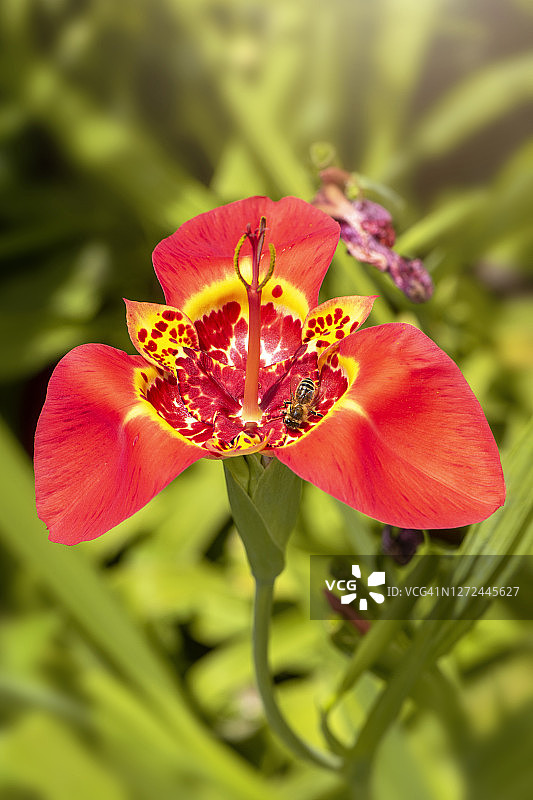 夏季开花美丽，红色的Tigridia pavonia花又称虎花图片素材