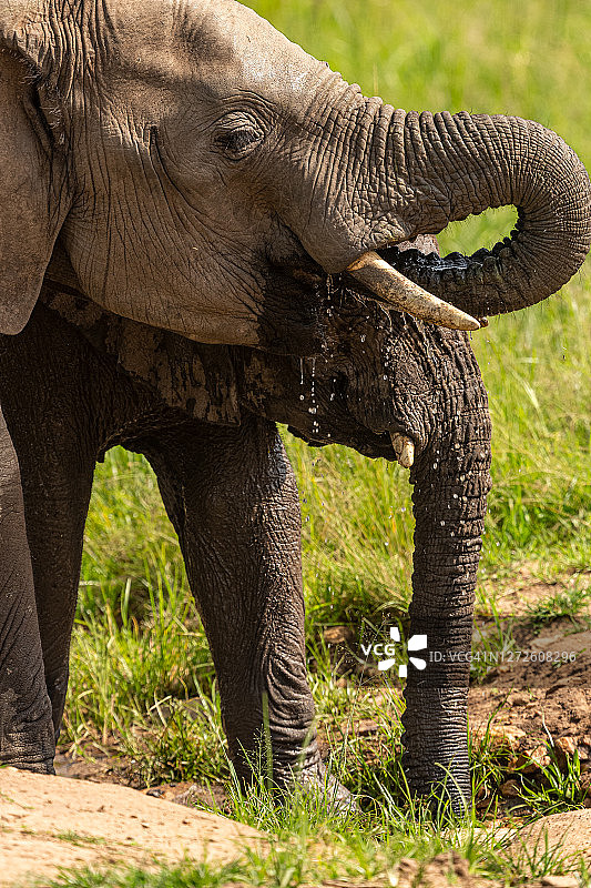 口渴的非洲小象在野外的水坑里喝水图片素材