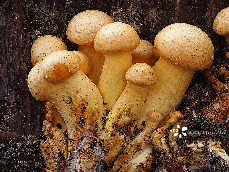 蘑菇（金诺皮卢斯·朱诺纽斯）图片素材