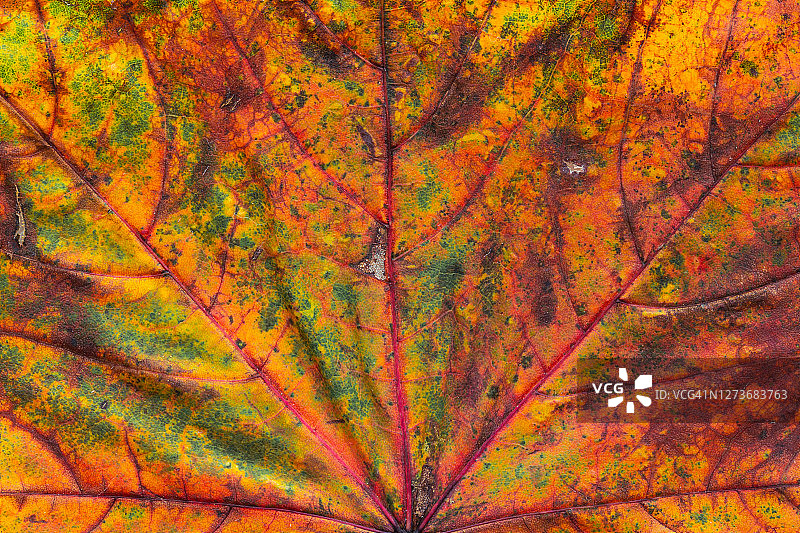 近距离的枫叶与秋天的颜色图片素材