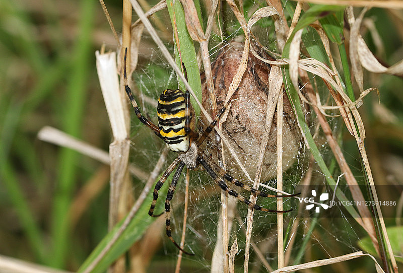 一只雌性黄蜂蜘蛛，Argiope bruennichi，在它的茧形卵囊在一个长草在草地。图片素材