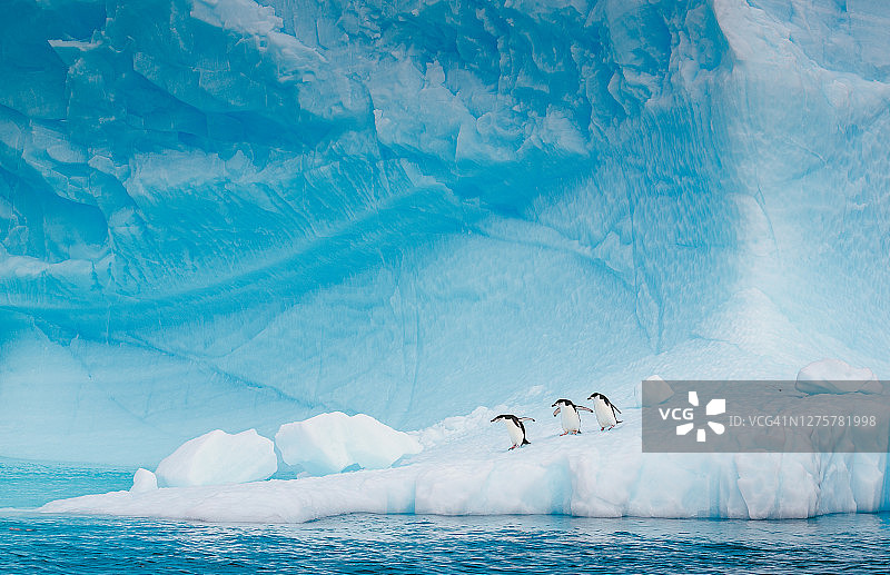 南极洲的帽带企鹅正在穿越一座充满活力的蓝色大冰山，图片素材