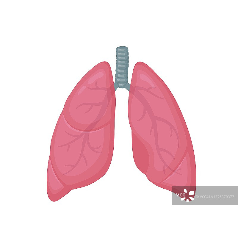 人体肺部平面风格矢量彩色插图。内脏器官图标，标志。解剖学、医学概念。医疗保健。孤立在白色背景上。图片素材