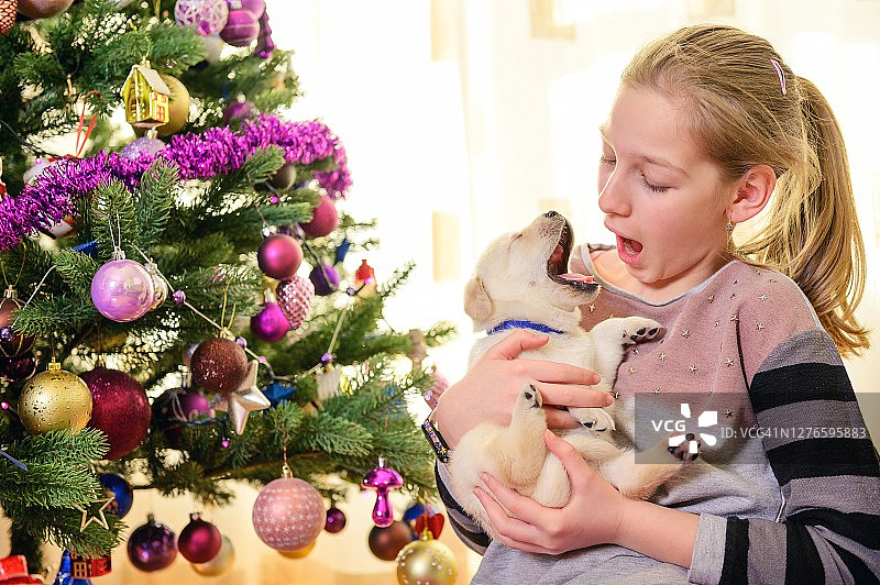 小女孩和拉布拉多小狗在圣诞树旁图片素材