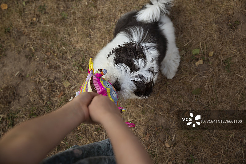 一只黑白相间的小狗拽着一个小孩手里的毛绒玩具图片素材