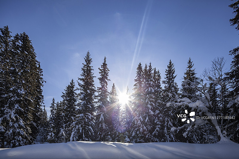 日出时山上的常青树被雪覆盖图片素材