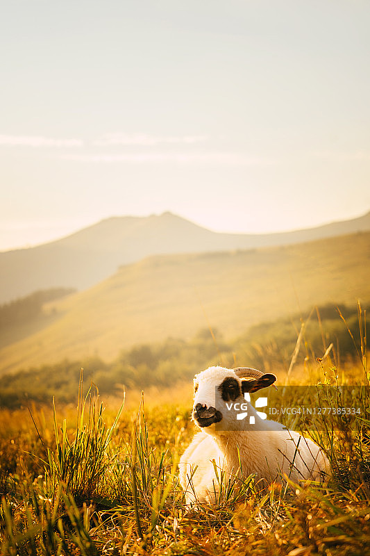 一只羔羊坐在秋天的阳光下。山牧场图片素材