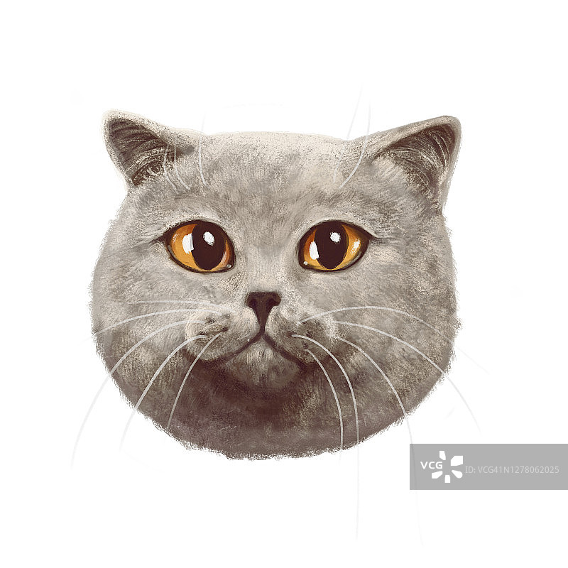 白色背景上的一只猫的手绘肖像插图。非常可爱的灰色英国猫看直。非常迷人的卡通详细画像图片素材